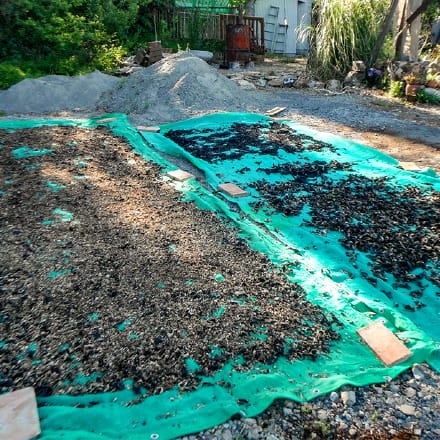 譲り受けた海藻を天日干しします。本来廃棄されていたものが、大切な肥料になります。
